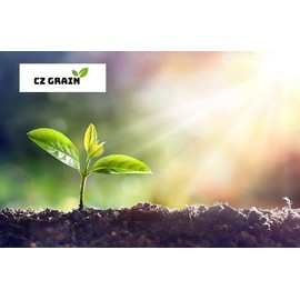 Mini-Me Cucumber Seeds | 10+ Seeds | Grow your own Food | Mini Vegetable Seeds for Planting