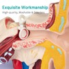 LVCHEN Human Ear Model Anatomy - Anatomical 3D Ear Model