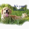 CafePress Goldengrass Birthday Notecards (Set Of 20) 4.25" x 5.5"
