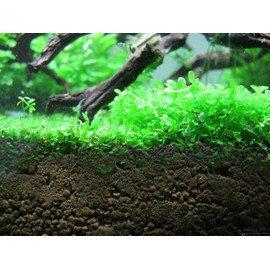 Foreground Potted Live Aquarium Plants | Freshwater Aquatic Plants for Aquariums (Potted Monte Carlo)