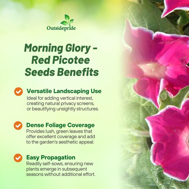 Outsidepride Red Picotee Morning Glory Seeds - 50 Pcs. Annual,