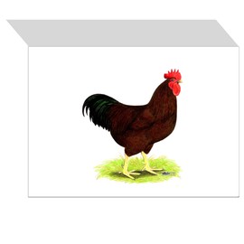 CafePress Rhode Island Red Rooster Folded Greeting Card Matte