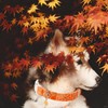 Maca Bates Fall Dog Collar Red Maple Leaf Print Autumn