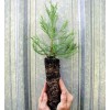 Tree 3 Medium Giant Sequoia Live Tree Seedling Garden 2