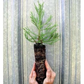 Tree 3 Medium Giant Sequoia Live Tree Seedling Garden 2 Plants