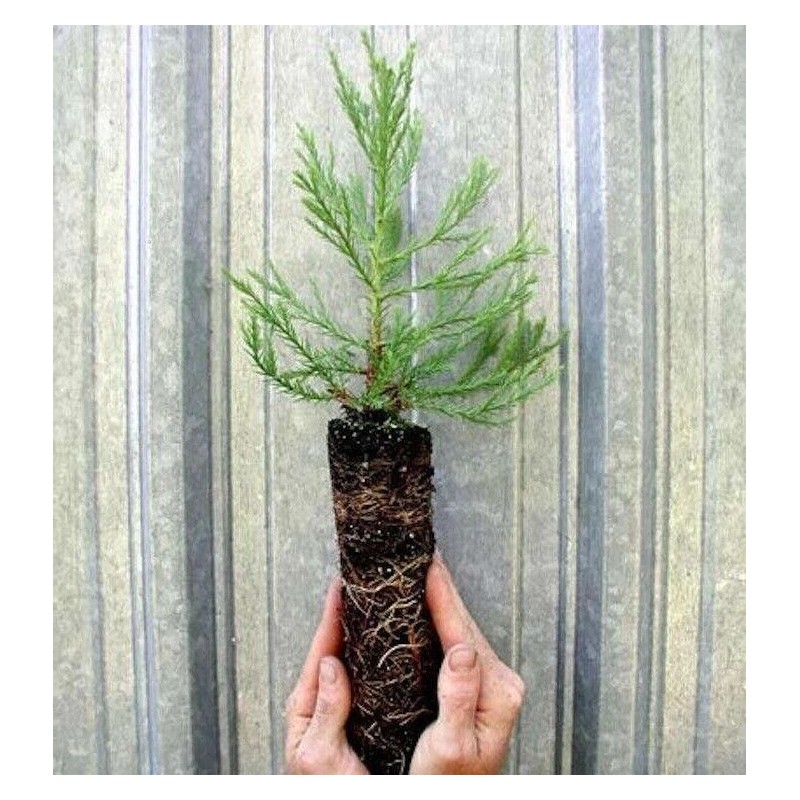 Tree 3 Medium Giant Sequoia Live Tree Seedling Garden 2