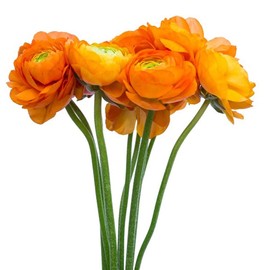 Utopia Seeds 12 Orange French Peony Ranunculus Corms