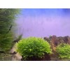 Mini Pellia aka Coral Moss 2" x 2" Riccardia chamedryfolia