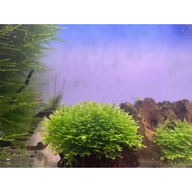 Mini Pellia aka Coral Moss  2" x 2" Riccardia chamedryfolia buy Two get One Free