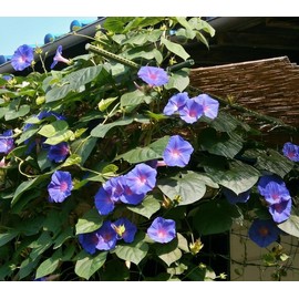 Mixed Japanese Morning Glory Seeds Flowers Ipomoea Nil Flower Vine Beautiful Perennial Climbing Flowers for Your Garde 80pcs