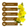 Hemp for U (2 Pack) HFU Natural Mullein Leaf Tea,