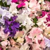 Eden Brothers Sweet Pea Seeds - Spencer Mix