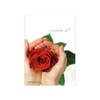 Colourful Flowers: 10 Real Rainbow Roses - Long Handled -
