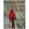 Cardinal Appear When Angels are Near Cardinal Refrigerator Magnet