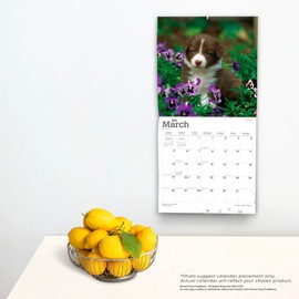 Border Collie Puppies | 2023 12 x 24 Inch Monthly Square Wall Calendar | BrownTrout | Animals Dog Breeds Collie Puppy DogDays