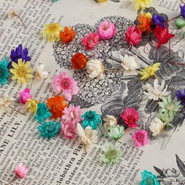 1000 Pcs Mini Dried Flowers for Resin, Small Dried Flowers for Crafts Resin Nails, Bulk Tiny Dried Pressed Flowers for Crafts DIY Epoxy Resin Accessories Jewelry Earrings Soap Making Candles Making