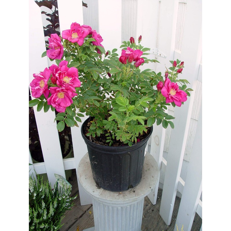 Rosa X Purple Pavement (Rose) Rose, purple flowers, #3 -