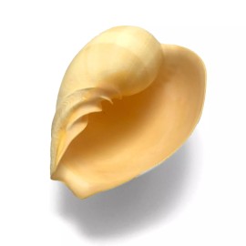 Orange Crowned Volute Sea Shell Melo Broderipii Large Sea Shell