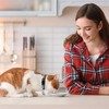 2 Pieces Star Moon Cat Collars And 2 Pieces Leashes, Cute Pet Collars, Adjustable Cat Collars, Glow-In-The-Dark Cat Collars