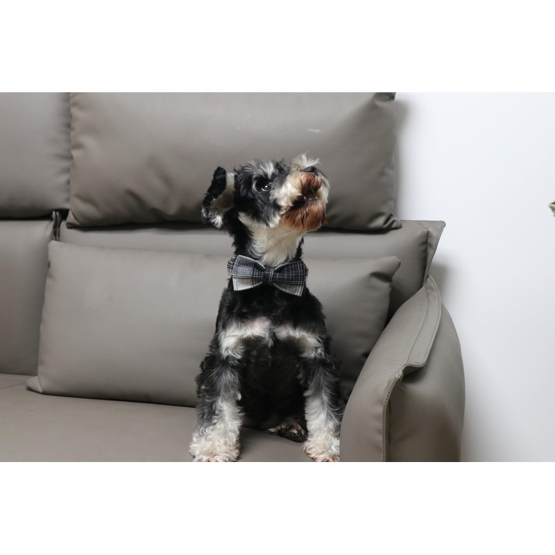 Lionet Paws Gird Dog Collar with Plastic Buckle, Cotton Fall