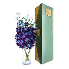 Sunne Tropical OrchidClub USA Fresh Cut Flowers Dendrobium Orchids (10 Blue Sonia with VASE)