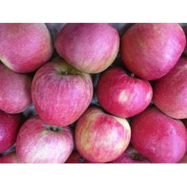 Stayman Winesap Apple Trees Bareroot 2-3 feet tall-Sweet, Spicy Fruit-Bears in 2-5 Years!! (1)