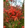 Home-Growth Anisacanthus Quadrifidus, Flame Acanthus, Wrightii - 20 Seeds 2025