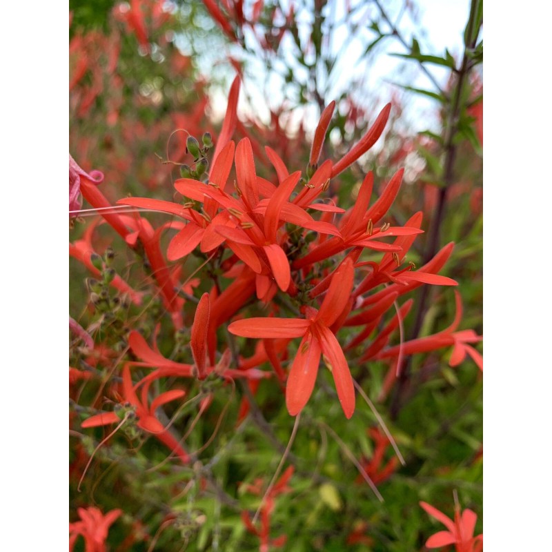 Home-Growth Anisacanthus Quadrifidus, Flame Acanthus, Wrightii - 20 Seeds 2025