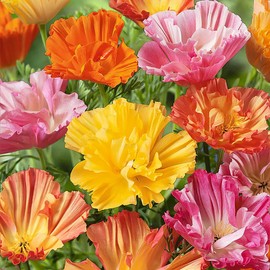 Ballerina Mix -Rare Form of California Poppy Seeds - Approximately 900 Seeds - Non GMO