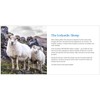 Alafoss Lopi Iceland Wool 0010 denim, Wool for Iceland Sweaters,
