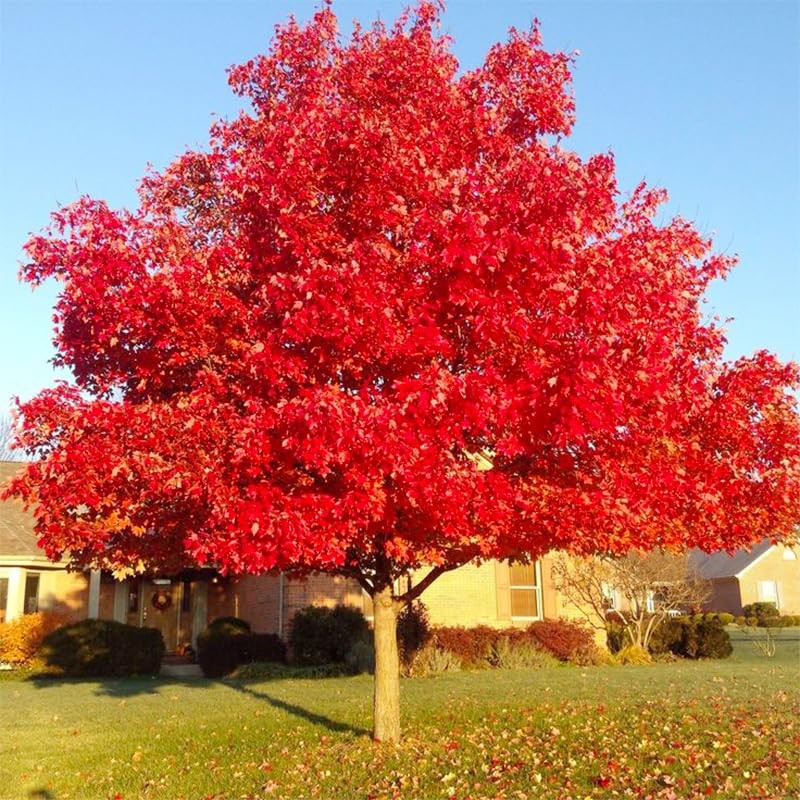 30+ Red Maple Seeds for Planting Outdoors - Heirloom Maple