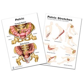 Pelvic Stretching Chart for physical therapists PT, Ocupational therapists OT Female Pelvis with stretching instruction