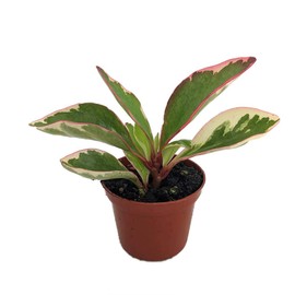 Rainbow Ginny Peperomia - 2.5" Pot - Semi Succulent