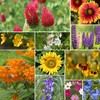 Groundio Wildflower Seeds Mix, 2 Oz, 50,000+ Seeds, 28 Varieties