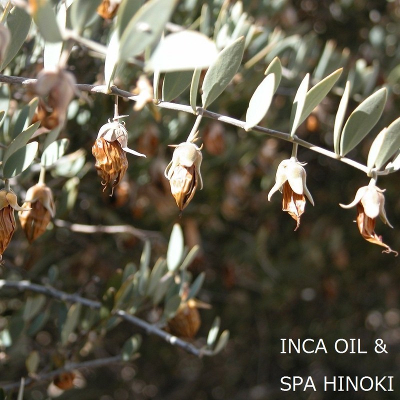 spa hinoki Organic Jojoba Oil