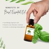 Basil Essential Oil – 1 fl oz (30 ml) Glass