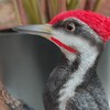 Vivid Arts Garden Friends, Home/Garden Decor. (Hanging Spotted Woodpecker)