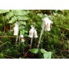 Monotropa Uniflora Indian Pipe Ghost Pipe Plant Tincture Monotropa Uniflora