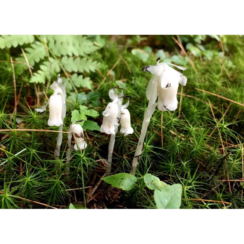 Monotropa Uniflora Indian Pipe Ghost Pipe Plant Tincture Monotropa Uniflora