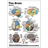 Brain Support Card