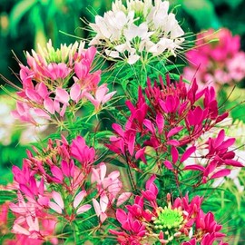 500 Cleome Seeds - Color Fountain Mixed Colors Golden Bee Plant Spider Flower