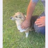 Bye Bye Skeeter Insect Repellent,Towellette Wipes DEET Free 20% Picaridin