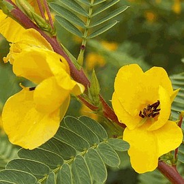 Everwilde Farms - 300 Partridge Pea Native Wildflower Seeds - Gold Vault Jumbo Seed Packet