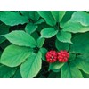 American Ginseng Transplant Roots 4 Years (Premium Quality, Seed Producing