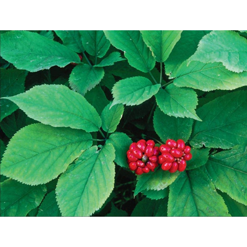 American Ginseng Transplant Roots 4 Years (Premium Quality, Seed Producing
