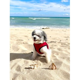 Snazzi Pet Soft No Pull Step-in Dog Harness Small Dog XXS XS Vest for Teacup, Chihuahua, Yorkie, Pomeranian Dog Vest Harness for Puppy Comfy Red Meshfor Puppies (MED 14.5"-16" 7-8 lbs)