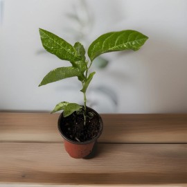 Passion Fruit Plant With Pot 8” Live Plant Ready To Plant