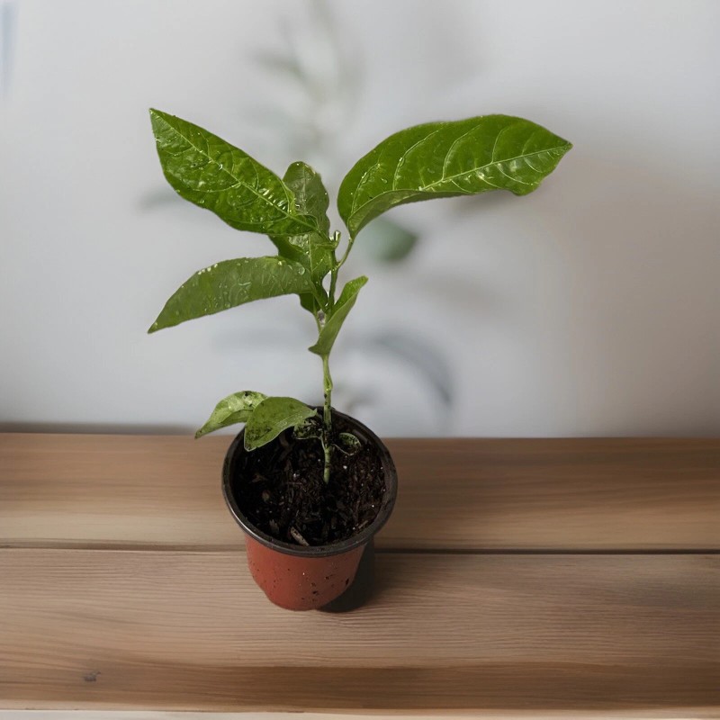 Passion Fruit Plant With Pot 8” Live Plant Ready To