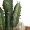 Factory Direct Craft Group of 2 Artificial Cactus Picks Fake