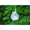 Buy Rare Seeds Clitoria ternatea Single Blue and White Mix